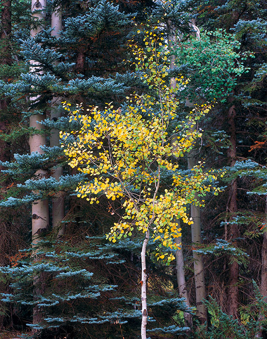 Aspen, Populus Tremuloides, Kaibab National Forest