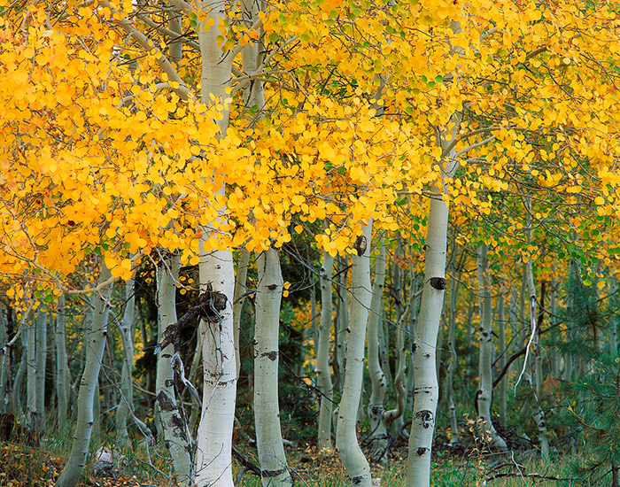 Young Aspens in the Kaibab National Forest